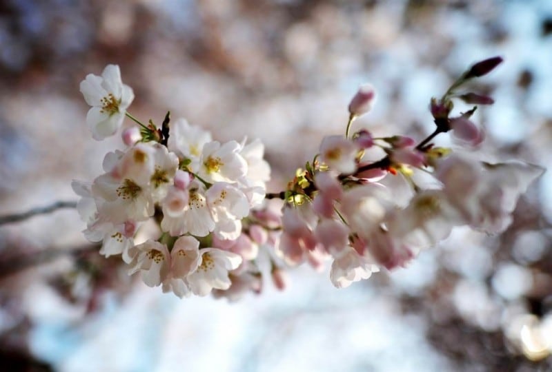 stars20 907x9901 800x540 National Cherry Blossom Festival celebrates 100 years