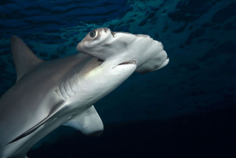 A Scalloped Hammerhead Shark (Sphyrna lewini), Hawaii. (David Fleetham/Bluegreen / Rex Features) A Scalloped Hammerhead Shark (Sphyrna lewini), Hawaii. (David Fleetham/Bluegreen / Rex Features)