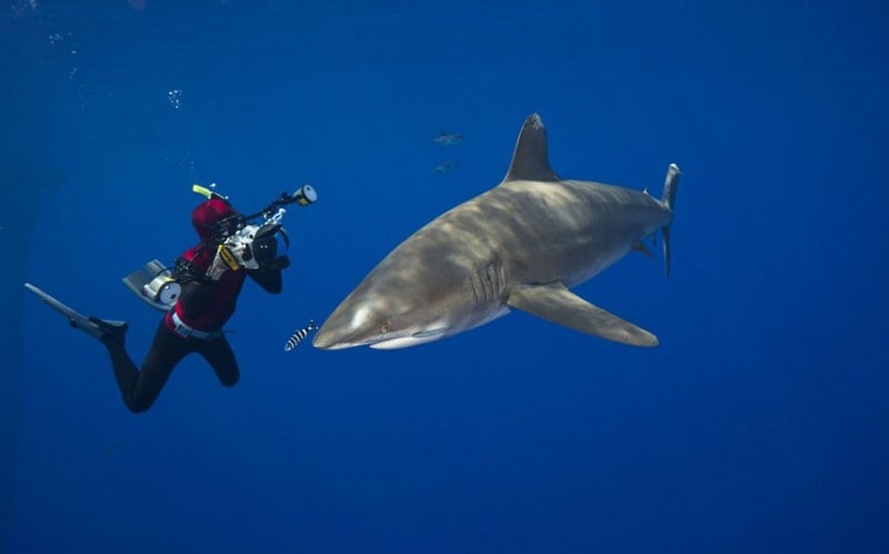 Doug Perrine photographs an oceanic White Tip Shark (Carcharhinus longimanus) off the coast of the Big Island, Hawaii (Picture: David Fleetham/Bluegreen / Rex Features) Doug Perrine photographs an oceanic White Tip Shark (Carcharhinus longimanus) off the coast of the Big Island, Hawaii (Picture: David Fleetham/Bluegreen / Rex Features)