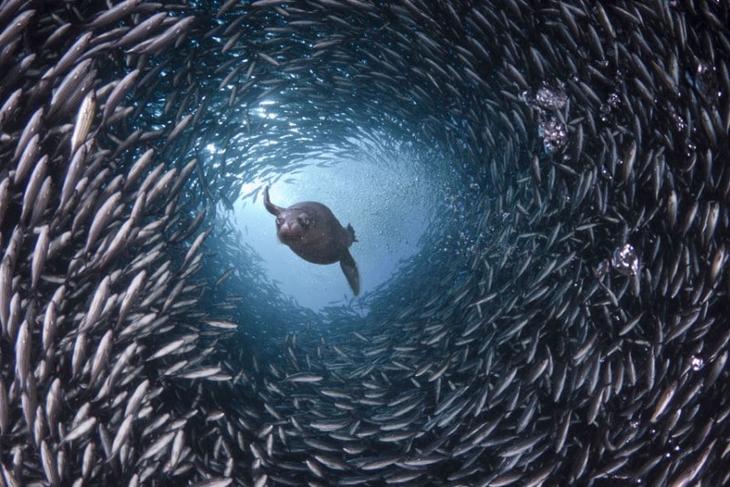In the waters around the Galapagos Islands a hungry sea lion appears to swim through a tunnel of fish as it searches for its supper. David Fleetham's underwater photographs show the startling variety of life that can be found in the world's oceans. (David Fleetham/Bluegreen / Rex Features) In the waters around the Galapagos Islands a hungry sea lion appears to swim through a tunnel of fish as it searches for its supper. David Fleetham's underwater photographs show the startling variety of life that can be found in the world's oceans. (David Fleetham/Bluegreen / Rex Features)