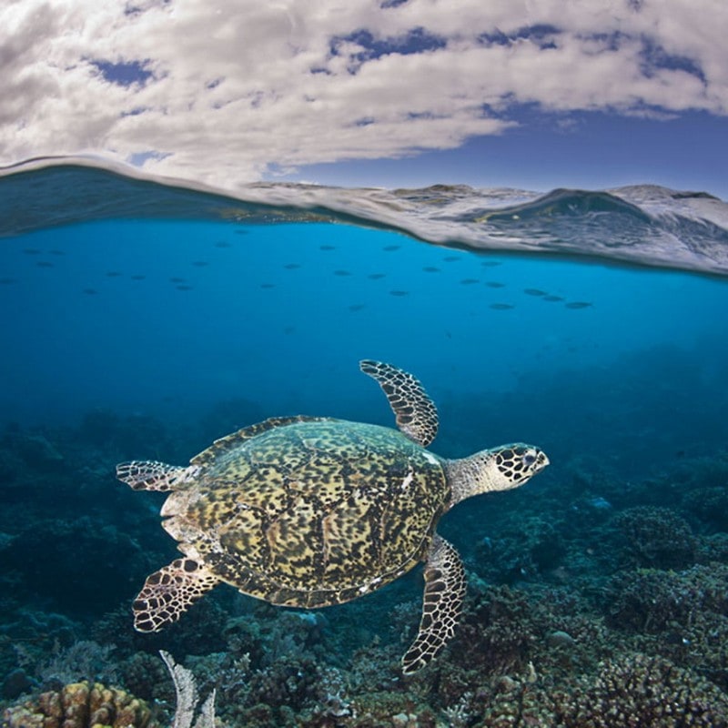 A Hawksbill Turtle (Eretmochelys imbricata) and a shoal of fish swim near the sea surface, Tubbataha Reef, Philippines. (David Fleetham/Bluegreen / Rex Features) A Hawksbill Turtle (Eretmochelys imbricata) and a shoal of fish swim near the sea surface, Tubbataha Reef, Philippines. (David Fleetham/Bluegreen / Rex Features)