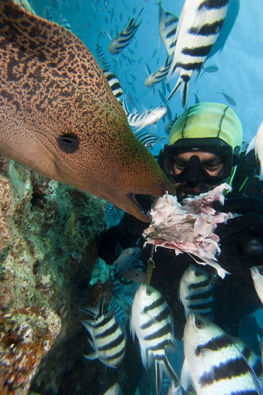 A diver feeds a Giant Moray Eel (Gymnothorax javanicus), Bequ Lagoon, Fiji. (David Fleetham/Bluegreen / Rex Features) A diver feeds a Giant Moray Eel (Gymnothorax javanicus), Bequ Lagoon, Fiji. (David Fleetham/Bluegreen / Rex Features)