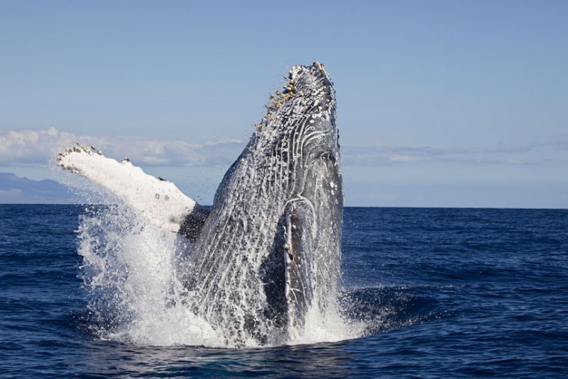 A breaching Humpback Whale (Megaptera novaeangliae), Hawaii. (David Fleetham/Bluegreen / Rex Features) A breaching Humpback Whale (Megaptera novaeangliae), Hawaii. (David Fleetham/Bluegreen / Rex Features)