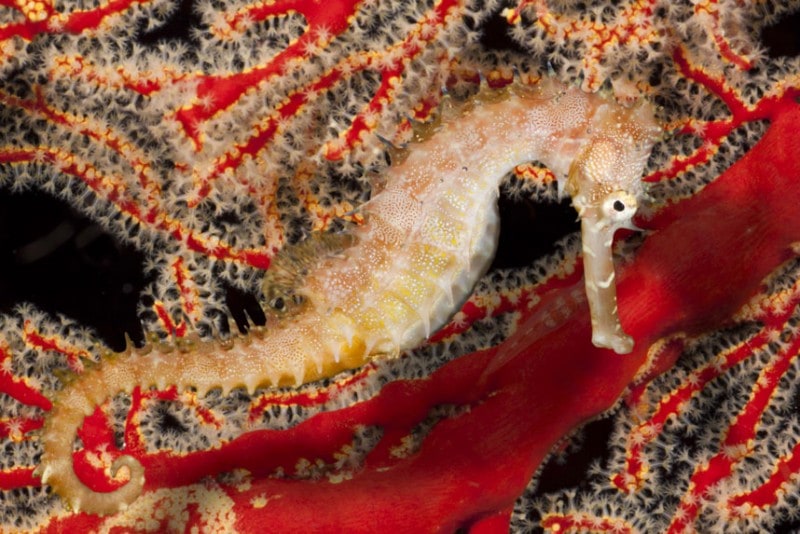 A Thorny Seahorse (Hippocampus hixtrix) swims among red coral. Bantangas, Philippines A Thorny Seahorse (Hippocampus hixtrix) swims among red coral. Bantangas, Philippines