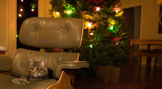 A los gatos les gustan las sillas de Eames