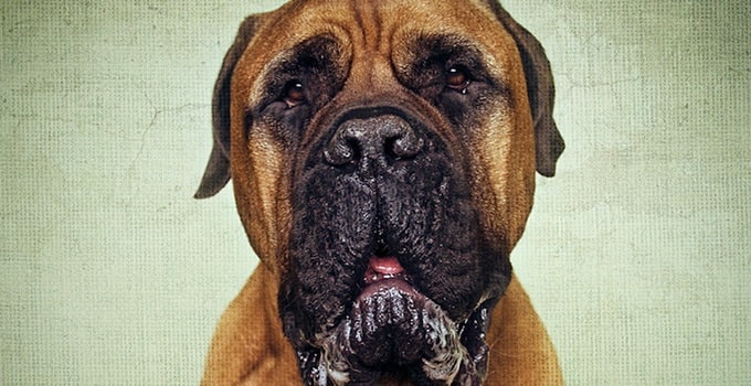 rocco_01