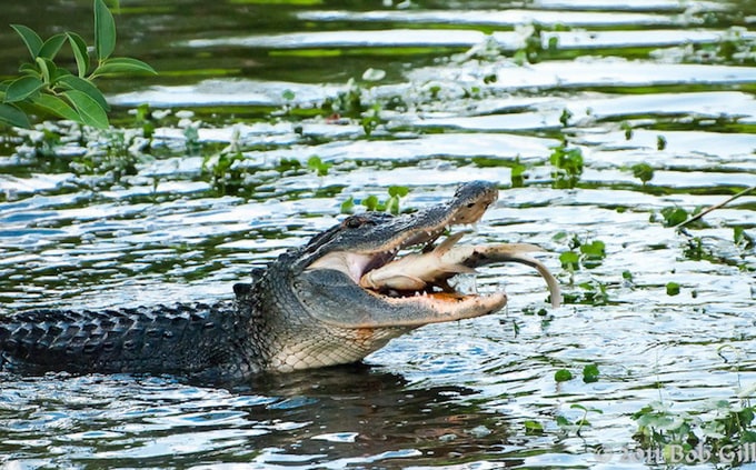 Raptors vs Victims Raptors vs Victims