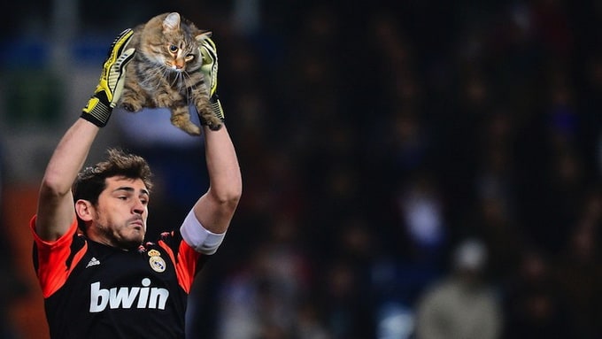 sportsballsreplacedwithcats_02