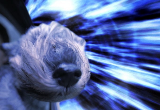 warpdogs2