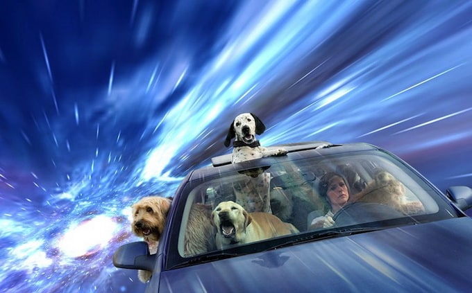 warpdogs3