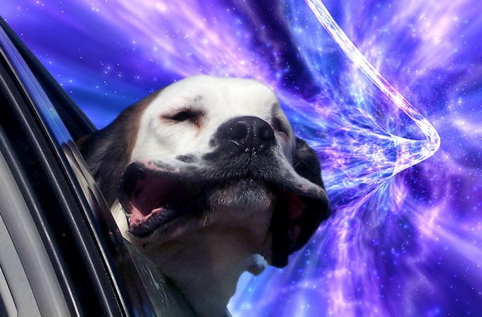 warpdogs4