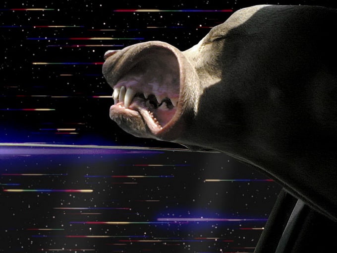 warpdogs5