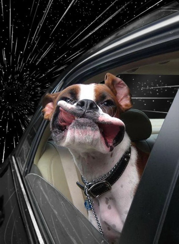 warpdogs6