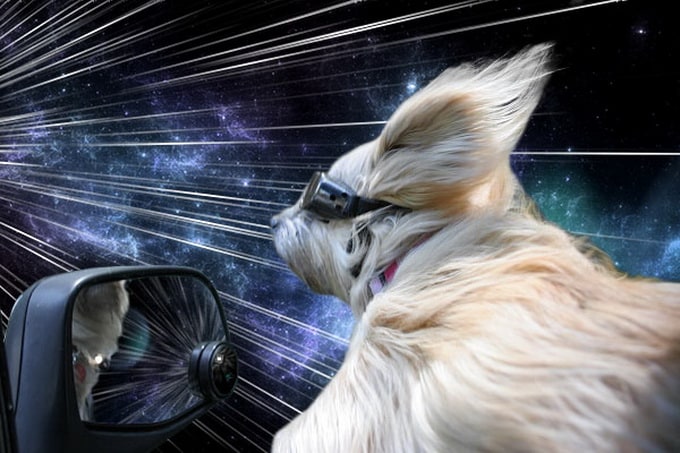 warpdogs7