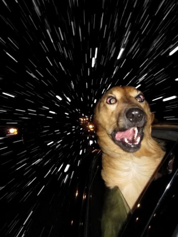 warpdogs8