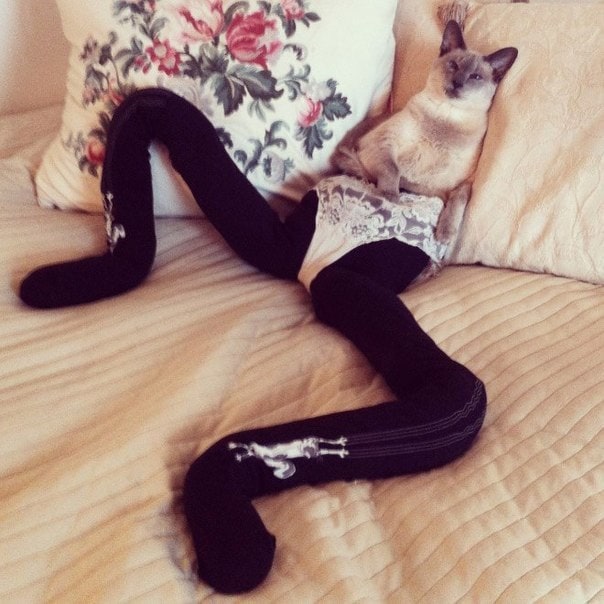 Funny photo series Cats with tights
