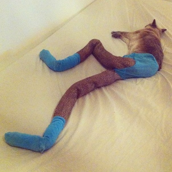  Funny photo series Cats with tights