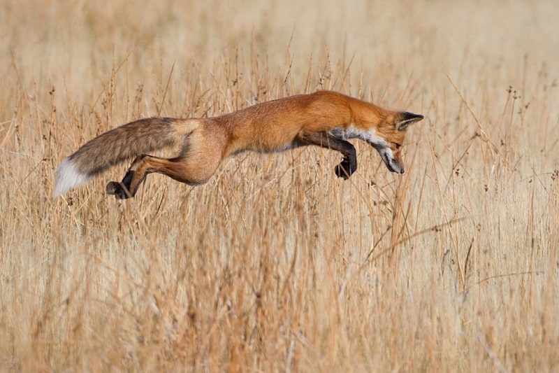 bestofwild03