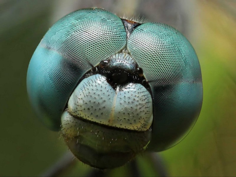 bestofwild13