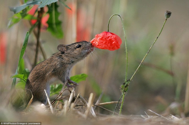 bestofwild16