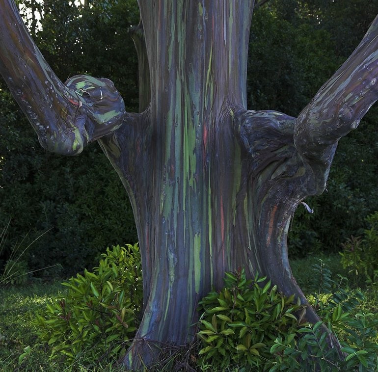 The 15 Craziest Things In Nature You Won’t Believe Actually Exist the 15 craziest things in nature you wont believe actually exist 11 2 The 15 Craziest Things In Nature You Won’t Believe Actually Exist