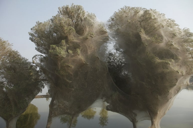 The 15 Craziest Things In Nature You Won’t Believe Actually Exist the 15 craziest things in nature you wont believe actually exist 13 2 The 15 Craziest Things In Nature You Won’t Believe Actually Exist