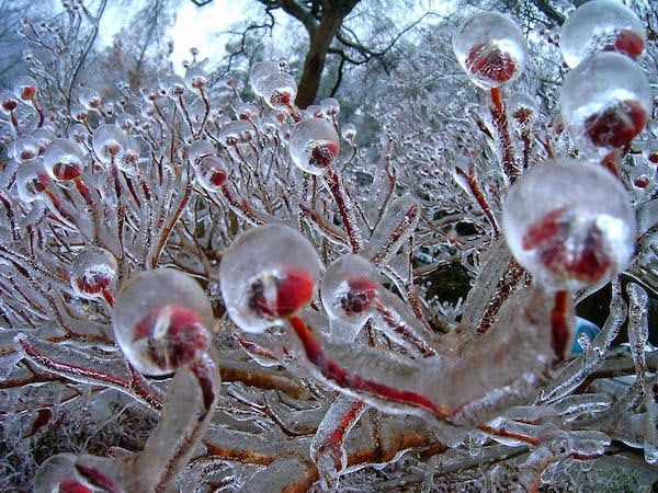 A+bunch+of+icy+flower+buds.+-+The+30+Most+Amazing+Photos+Of+Frozen+Things+In+Honor+Of+The+Coldest+Morning+Of+The+21st+Century