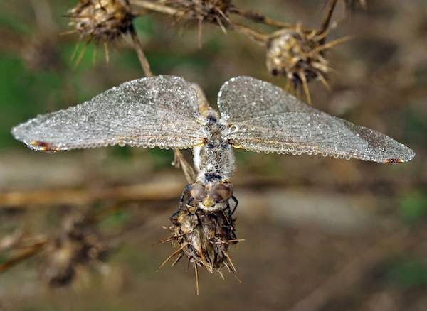 A+frozen+dragonfly.+-+The+30+Most+Amazing+Photos+Of+Frozen+Things+In+Honor+Of+The+Coldest+Morning+Of+The+21st+Century