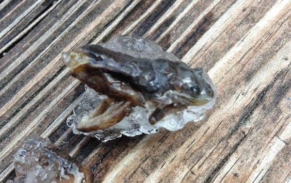 A+frozen+frog.+-+The+30+Most+Amazing+Photos+Of+Frozen+Things+In+Honor+Of+The+Coldest+Morning+Of+The+21st+Century