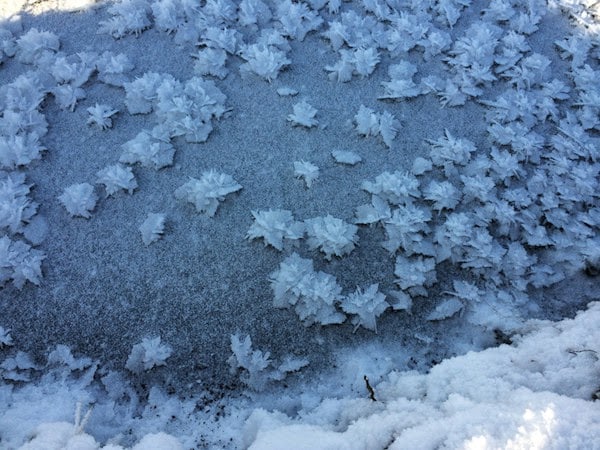 A+trail+of+frozen+flowers.+-+The+30+Most+Amazing+Photos+Of+Frozen+Things+In+Honor+Of+The+Coldest+Morning+Of+The+21st+Century