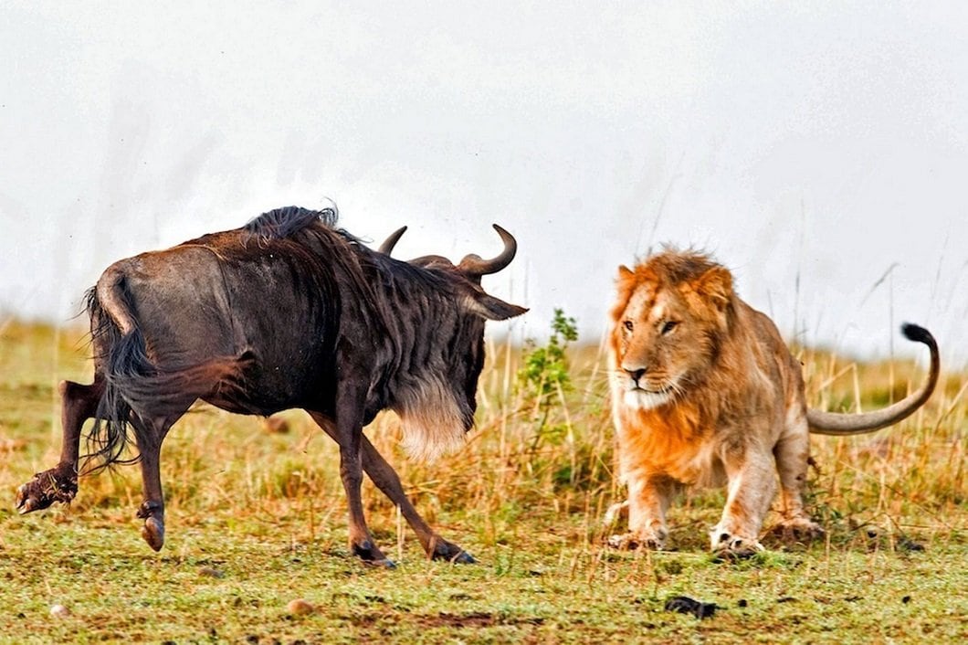 Dramatic Photos Of Lion Hunt A Wildebeest > FREEYORK