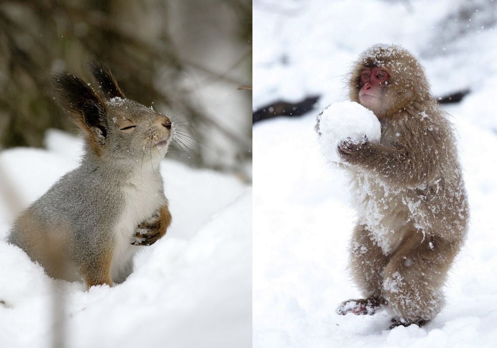 24 Photos of Truly Adorable Animals in Snow > FREEYORK