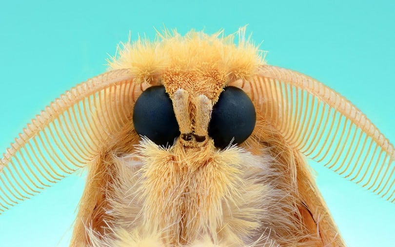 Extreme Macro CloseUps Of Insect Faces by Yudy Sauw FreeYork