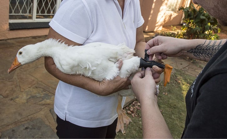 Credit: Photo by Kotze/REX