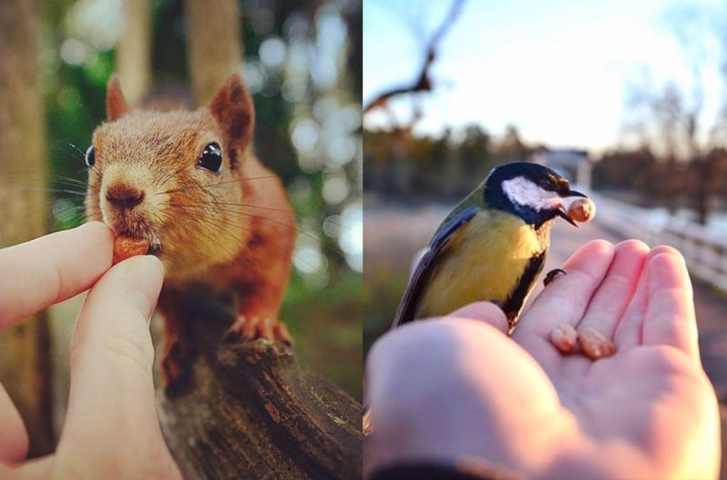 A Finnish 'Wildlife Whisperer' Captures Stunning Photos Of Animals Eating Out Of His Hand FREEYORK