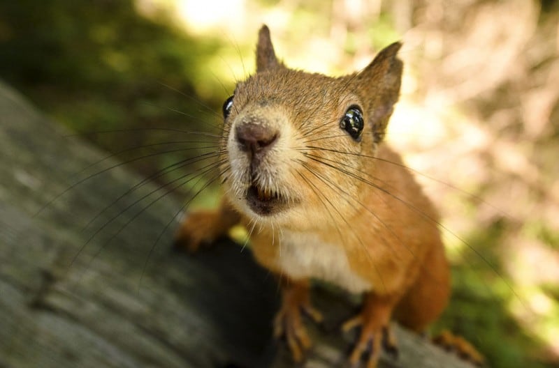 A Finnish 'Wildlife Whisperer' Captures Stunning Photos Of Animals Eating Out Of His Hand FREEYORK