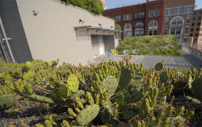 From a cactus' point of view.