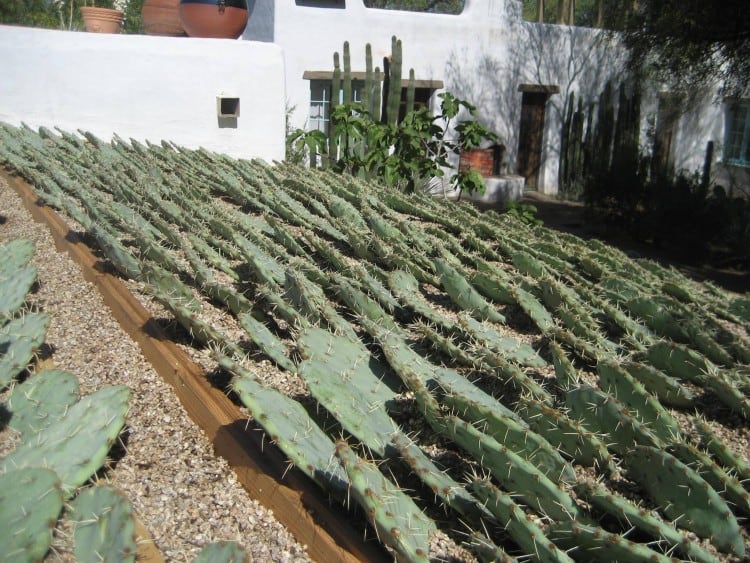 cacti pointed up