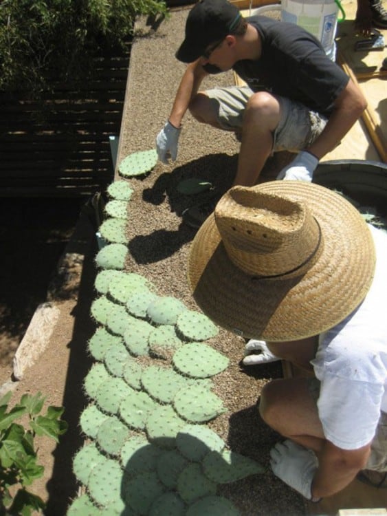 cactus stuff