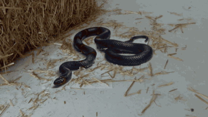 Snake10