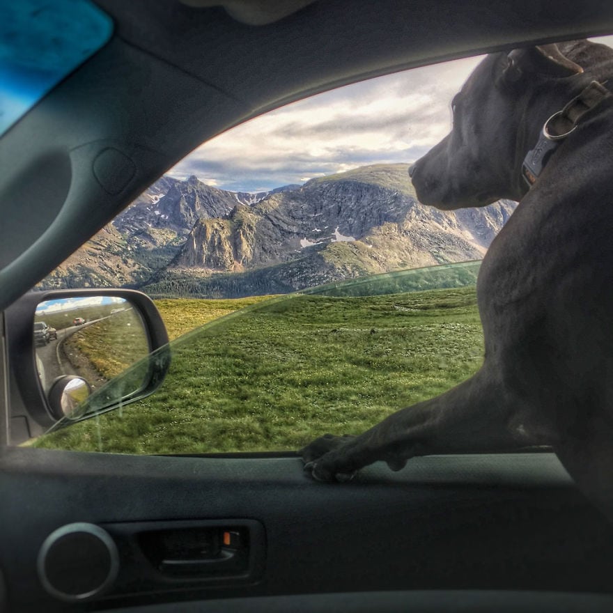 Bobby loves to hang his head out of the window.