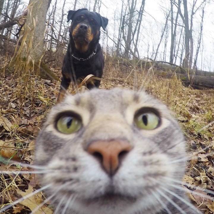 The Selfie Cat: Photogenic Cat Nails the Art of Taking Selfies > FREEYORK
