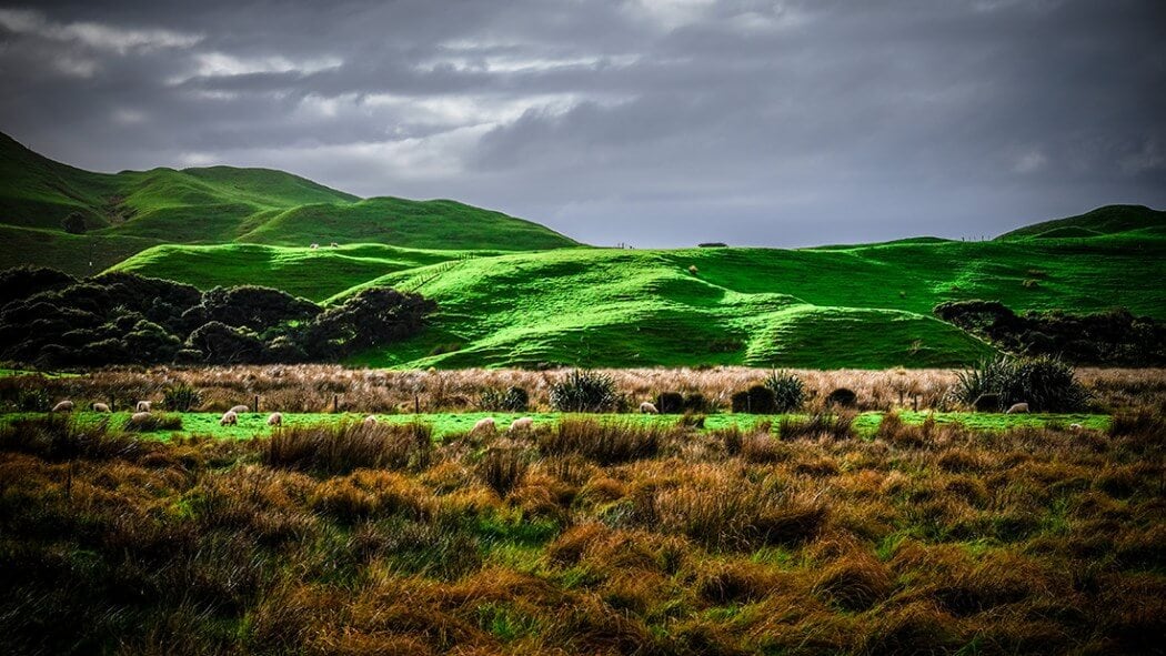 new-zealand-fy-16.jpg