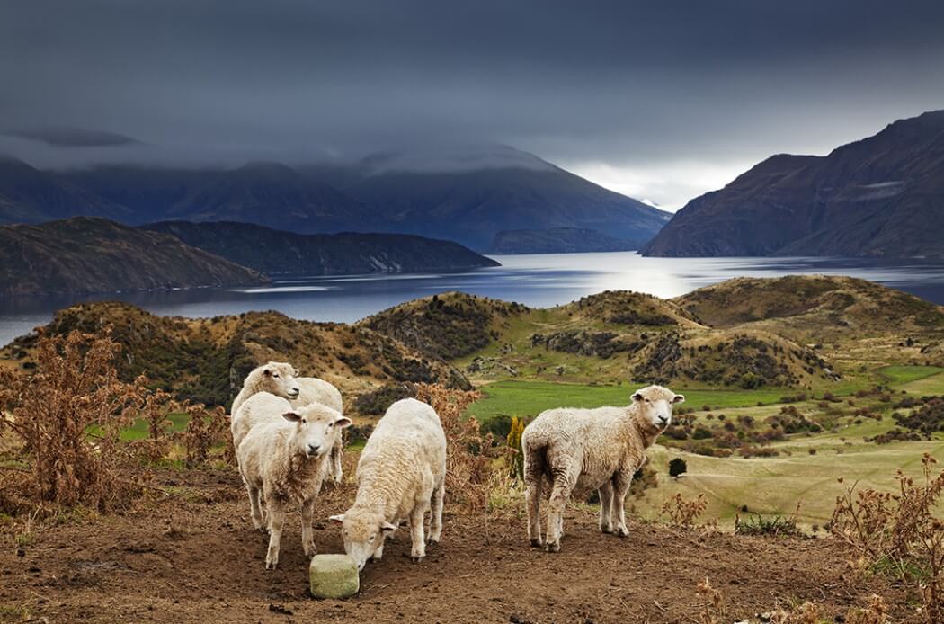 new-zealand-fy-5.jpg