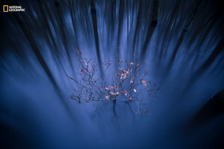 Jacob Kaptein/2016 National Geographic Nature Photographer of the Year. Struggle of life. 1st Place—Landscape: Last year I participated in the Marius van der Sandt Beurs. This scholarship stimulates photography by young photographers. For a whole year I was guided by some excellent nature photographers to realize a project I wanted to accomplish. I chose a natural stream restoration project of a nature organization in the Netherlands. The first time I entered this patch of forest, I immediately saw this little beech. I came back several times to photograph it. One evening, just after sunset, all the light conditions were perfect. I stood in the cold water for more than an hour making many photos while I experimented with different shutter speeds.
