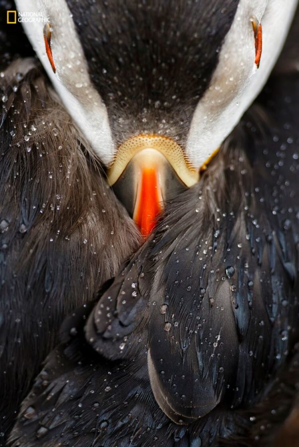 Mario Suarez Porras/2016 National Geographic Nature Photographer of the Year. Puffin studio. 3rd Place—Animal Portraits: This image was taken during the summer of 2015 on Skomer Island, Wales. This island is well known for its wildlife and the puffin colony is one of the largest in the U.K. The photo shows a detail or study of an Atlantic puffin resting peacefully under the rain. As Skomer is not inhabited, puffins do not feel afraid of humans, and people can get really close to puffins. That morning, the conditions were perfect. Both fine rain and a soft light, so much appreciated by photographers, helped to take this picture. In order to get this angle from above the bird, I couldn’t make use of the tripod, as it could disturb the puffin. The photo had to be taken handheld, which added an extra challenge.