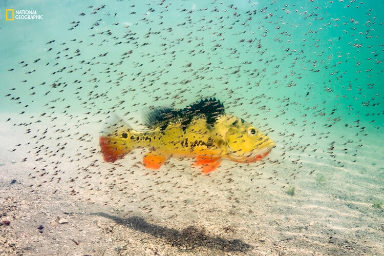 Michael O’Neill/2016 National Geographic Nature Photographer of the Year. Proud Momma. 2nd Place—Animal Portraits: A female peacock bass guards her brood in a Miami, Florida, freshwater lake. She will protect her young fry from a variety of predatory fish until they are large enough to fend for themselves. This tropical freshwater species, also known as the peacock cichlid, was introduced in Florida in the mid-1980s from South America to control the tilapia population, another invasive species. Throughout its native range (and in Florida) it’s a prized sportfish known for its fighting spirit.