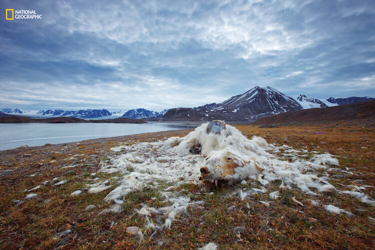 Vadim Balakin/2016 National Geographic Nature Photographer of the Year. Life and Death. 1st Place—Environmental Issues: These polar bear remains have been discovered at one of the islands of northern Svalbard, Norway. We do not know whether the bear died from starving or aging, but more likely if we see the good teeth status, it was from starving. They say nowadays that such remains are found very often, as global warming and the ice situation influence the polar bear population.