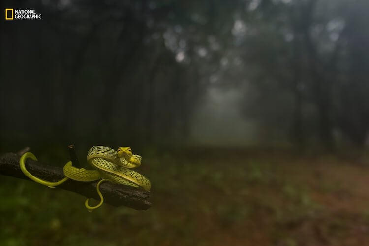 Varun Aditya/2016 National Geographic Nature Photographer of the Year. Dragging you deep into the woods! 1st Place—Animal Portraits: I shot this at Amboli, Maharashtra, India, on July 24, 2016, during a morning stroll into the blissful rain forest. Ceaseless drizzles dampened the woods for 10 hours a day; the serene gloom kept me guessing if it was night or day. The heavy fog, chilling breeze, and perennial silence could calm roaring sprits. And there I saw this beauty. I wondered if I needed more reasons to capture the habitat, for I was blessed to see this at the place I was at. I immediately switched from the macro to the wide-angle lens and composed this frame.