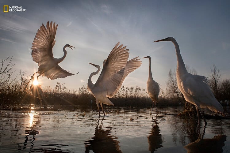Zsolt Kudich/2016 National Geographic Nature Photographer of the Year. Great Egrets Take Flight. 3rd Place—Action: A remarkable conservation success story, the graceful great egret was saved from the brink of disappearance in Hungary, where in 1921 there were only 31 mating pairs remaining. Less than a century later, international conservation efforts have triumphed. We can now count over 3,000 mating pairs in Hungary alone. Today, although their numbers are continuing to climb, the great egret remains the Hungarian Nature Conservation’s symbol, and they are still considered an endangered species that must be carefully protected. The birds are most active at dawn and dusk, and here they’re squabbling over food and jostling for space in the crowded swamp.